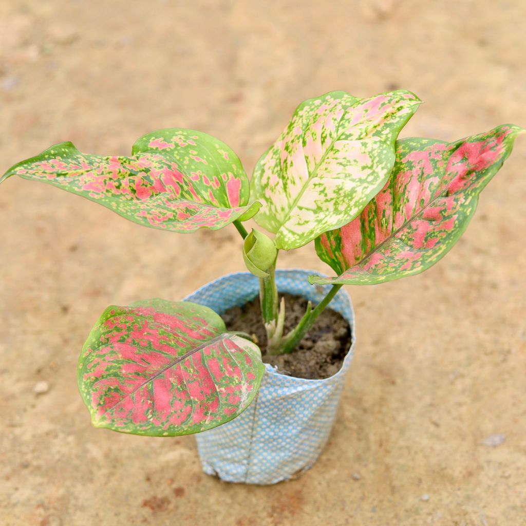 Aglaonema Pink Dalmatian in 6 Inch Nursery Bag