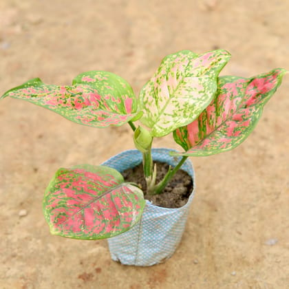 Buy Aglaonema Pink Dalmatian in 6 Inch Nursery Bag Online | Urvann.com