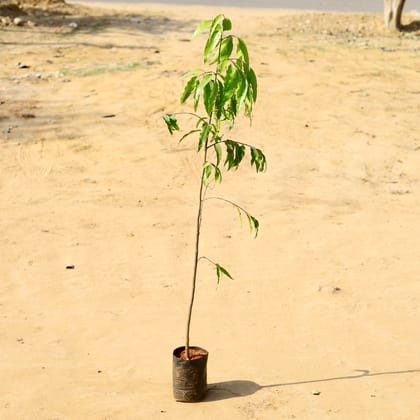 Buy Ashoka Plant (~ 2 Ft) in 8 Inch Nursery Bag Online | Urvann.com