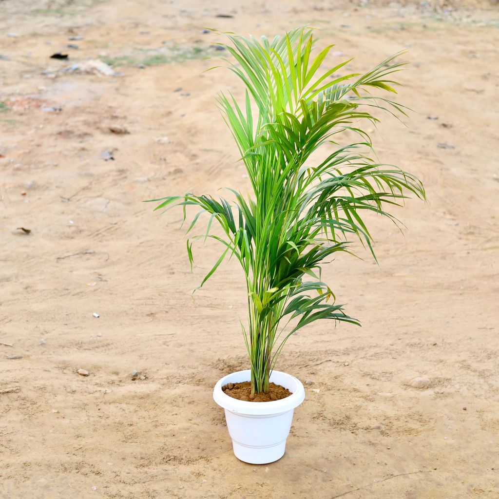 Areca Palm (~ 3 Ft) in 8 Inch Classy White Plastic Pot