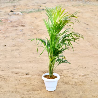 Buy Areca Palm (~ 3 Ft) in 8 Inch Classy White Plastic Pot Online | Urvann.com