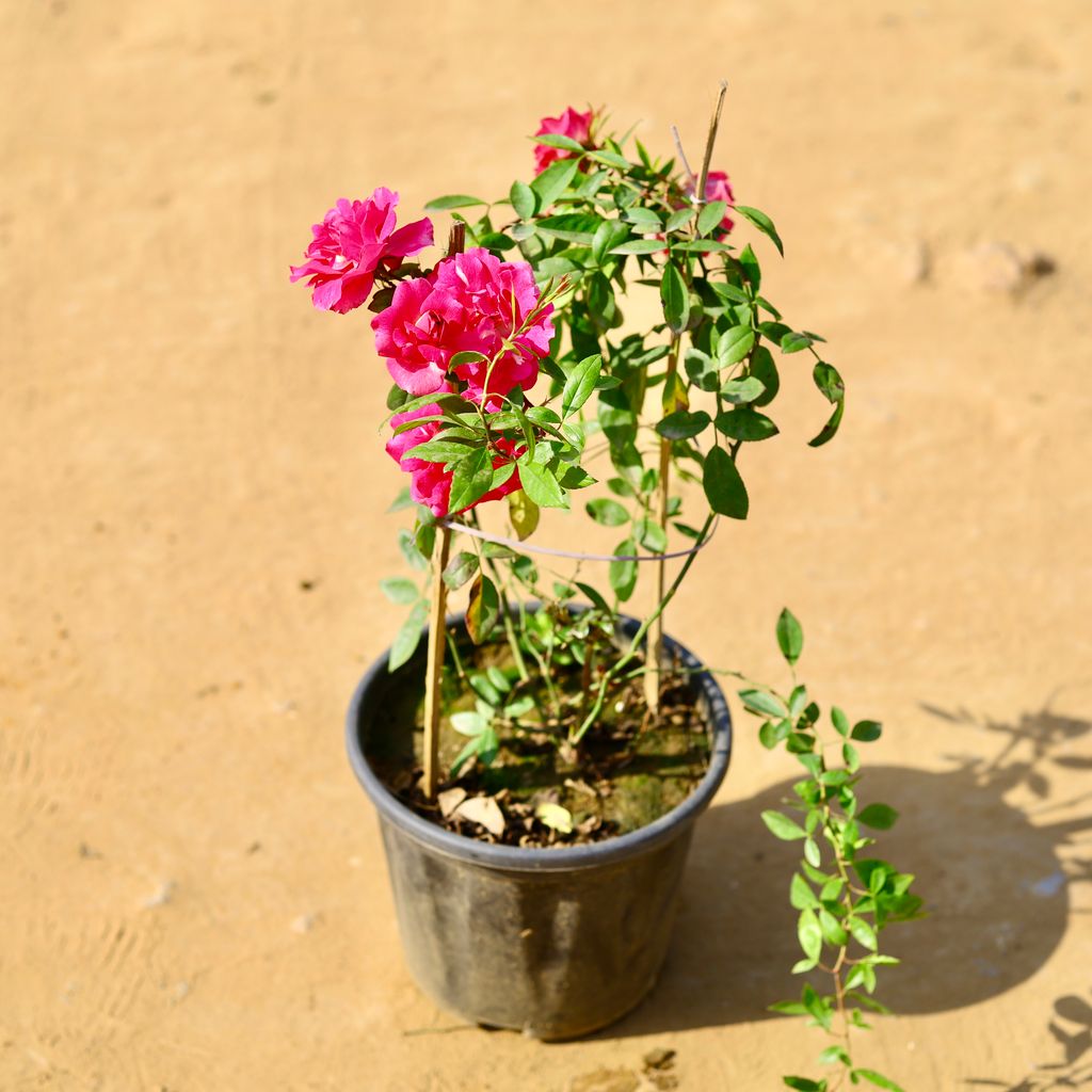 Free Next Day Delivery | Rose Creeper (any colour) in 8 Inch Nursery Pot