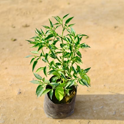 Buy Chilli / Mirchi Plant in 4 Inch Nursery Bag Online | Urvann.com