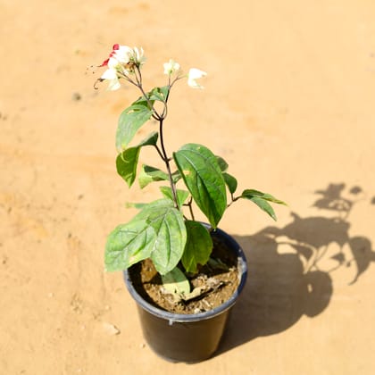 Buy Bleeding Hearts (any colour) in 6 Inch Nursery Pot Online | Urvann.com