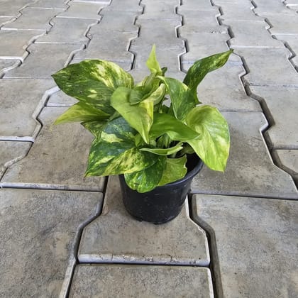 Buy Money Plant Green in 4 Inch Nursery Pot Online | Urvann.com