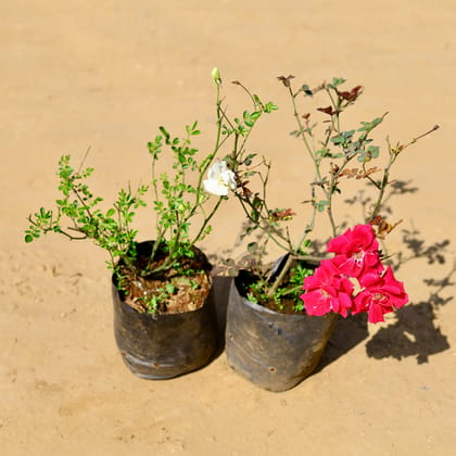 Buy Set of 2 - Rose / Gulab (Pink & White) in 6 Inch Nursery Bag Online | Urvann.com