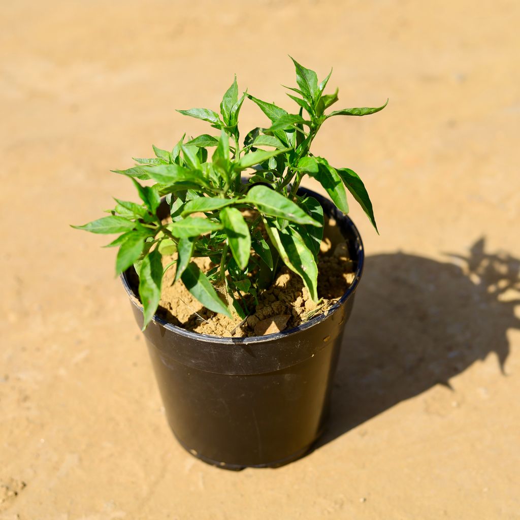 Chilli / Mirchi Green in 6 Inch Nursery Pot