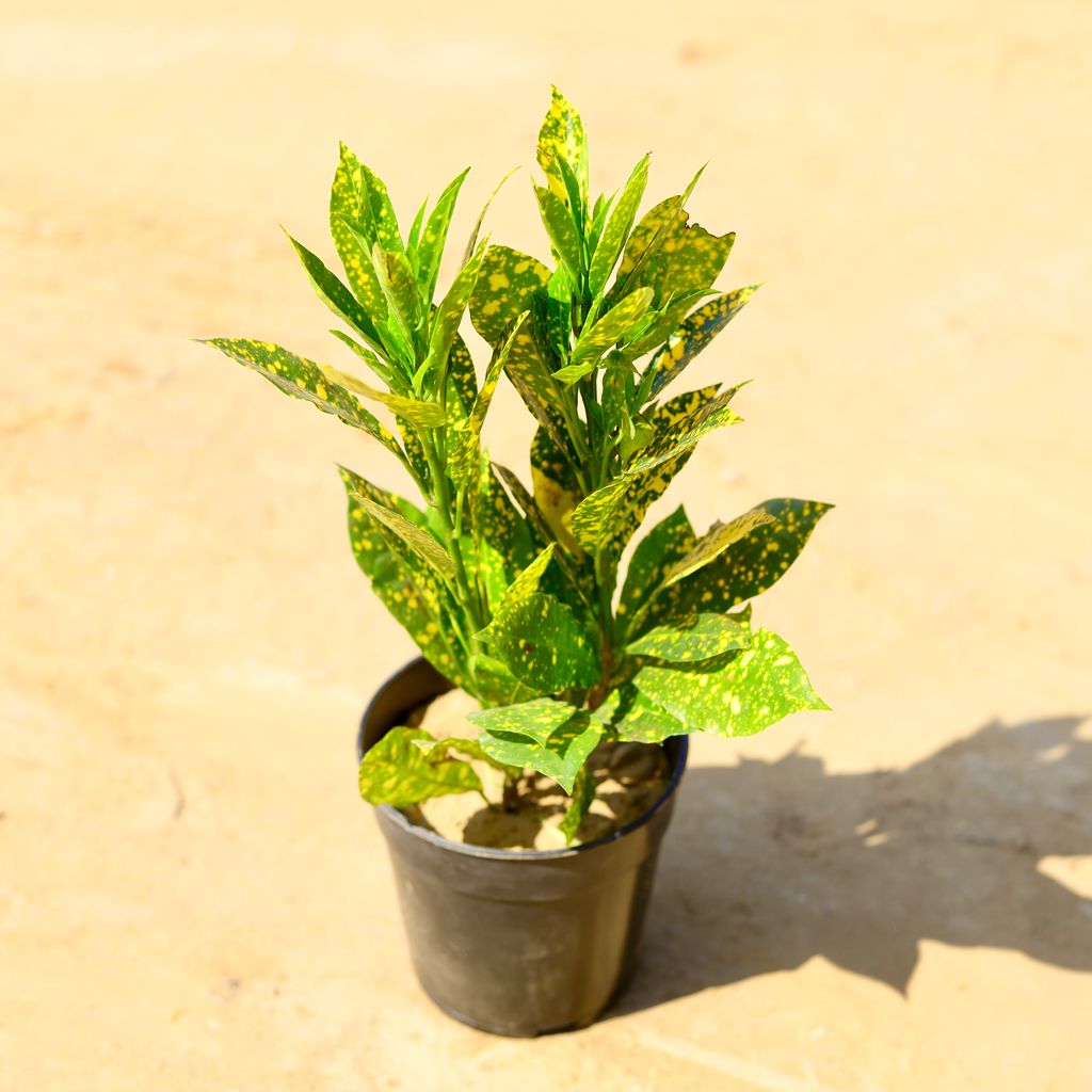 Baby Croton Gold Star in 6 Inch Nursery Pot