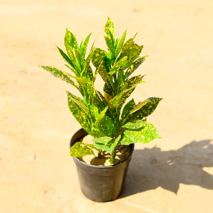 Buy Baby Croton Gold Star in 6 Inch Nursery Pot Online | Urvann.com