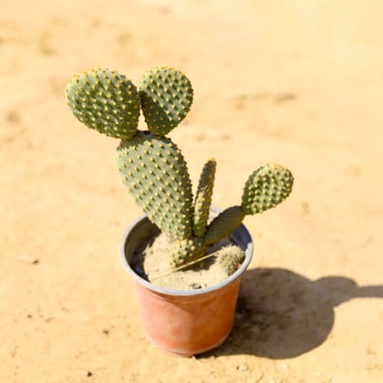 Buy Bunny Ear Golden Cactus in 4 Inch Nursery Pot Online | Urvann.com