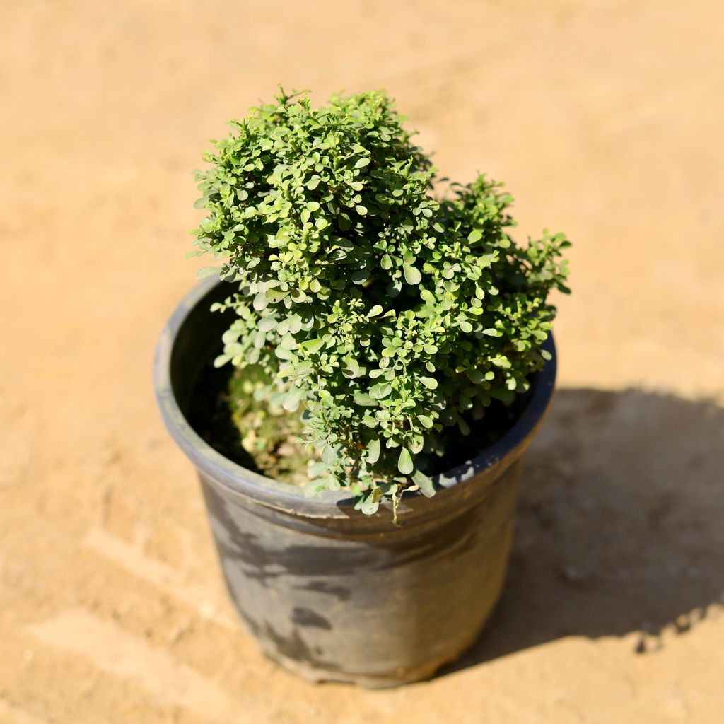 Table Kamini in 6 Inch Nursery Pot