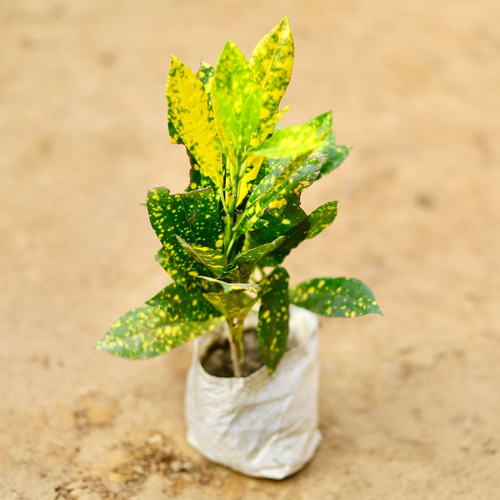 Baby Croton Goldstar in 4 Inch Nursery Bag