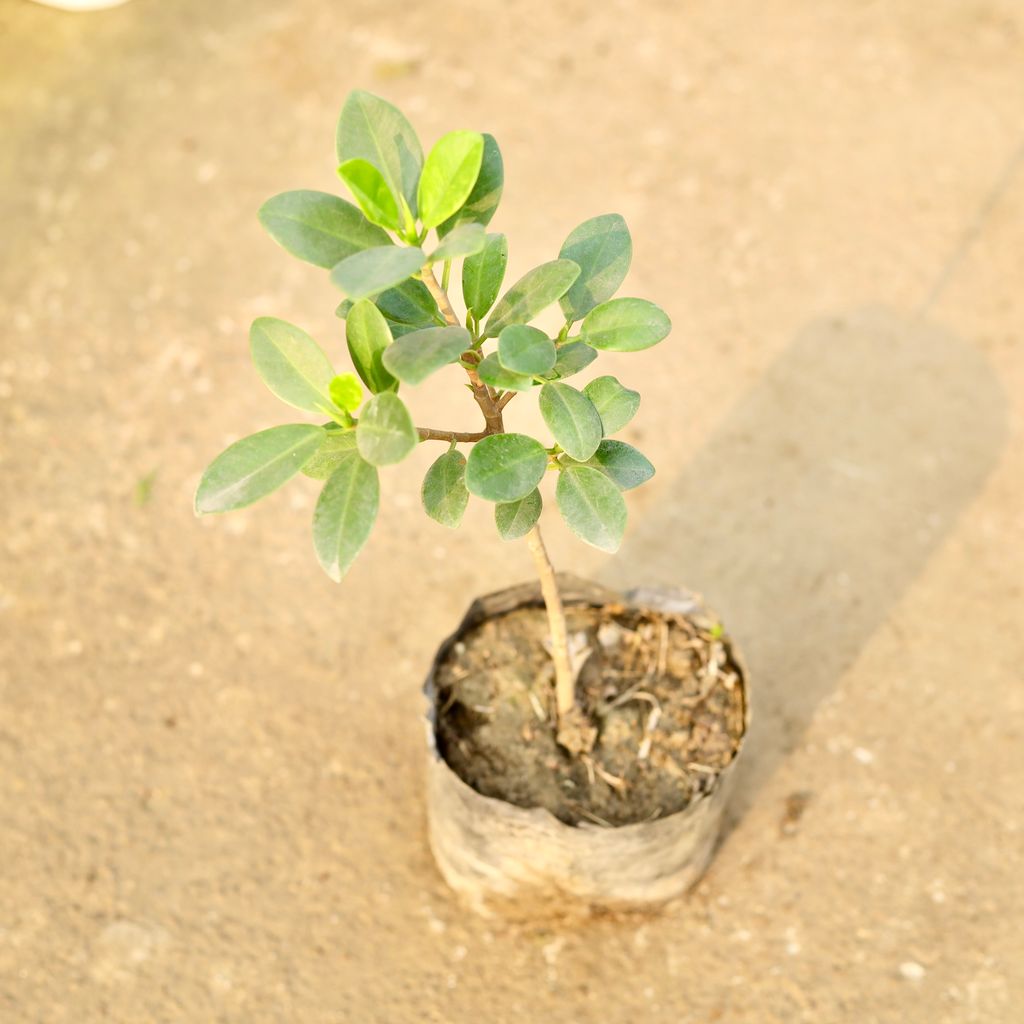 Ficus long island in 4 Inch Nursery Bag