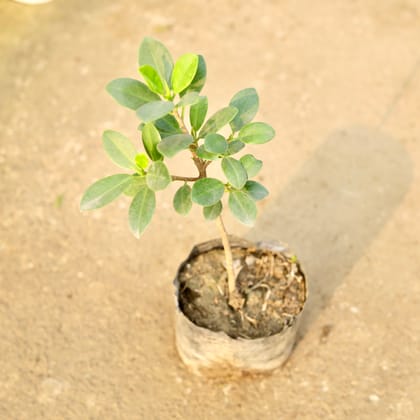 Buy Ficus long island in 4 Inch Nursery Bag Online | Urvann.com