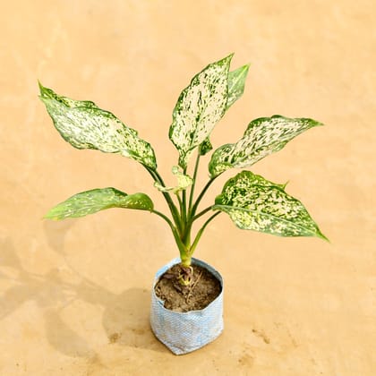 Buy Aglaonema Snow White in 4 Inch Nursery Bag Online | Urvann.com