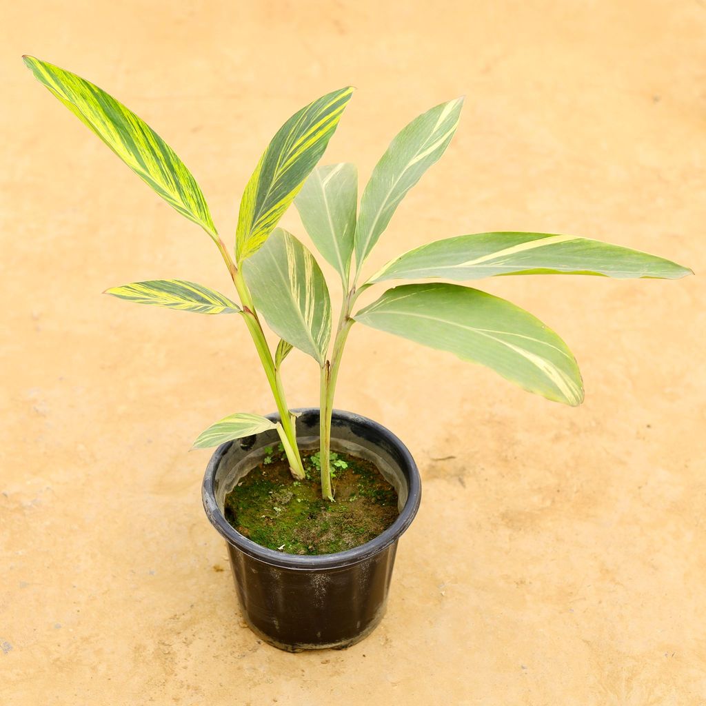 Alpinia in 8 Inch Nursery Pot