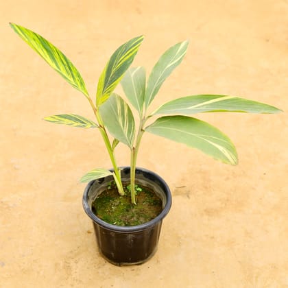 Buy Alpinia in 8 Inch Nursery Pot Online | Urvann.com