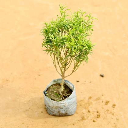 Buy Aralia Green in 4 Inch Nursery Bag Online | Urvann.com