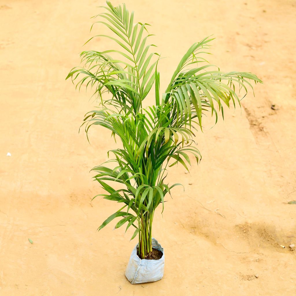 Areca Palm in 6 Inch Nursery Bag