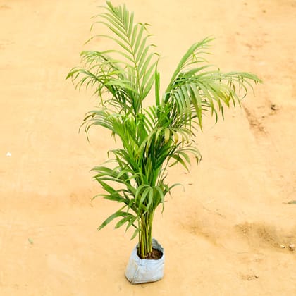 Buy Areca Palm in 6 Inch Nursery Bag Online | Urvann.com