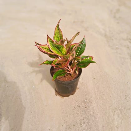 Aglaonema Lipstick in 6 Inch Nursery Pot