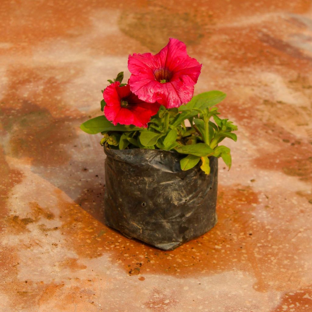 Petunia (any colour) in 3 Inch Nursery Bag