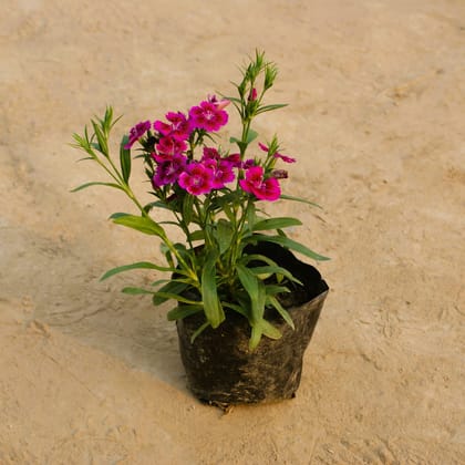 Buy Dianthus (any colour) in 3 Inch Nursery Bag Online | Urvann.com