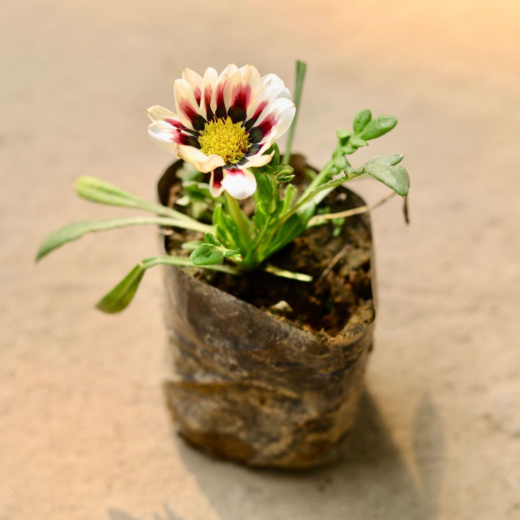 Gazania (any colour) in 3 Inch Nursery Bag