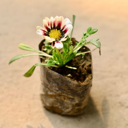 Buy Gazania (any colour) in 3 Inch Bag Online | Urvann.com