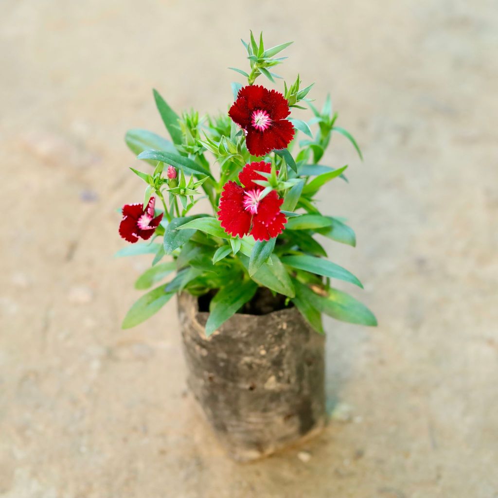 Dianthus (any colour) in 3 Inch Nursery Bag