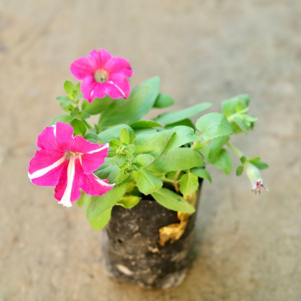 Petunia (any colour) in 3 Inch Nursery Bag