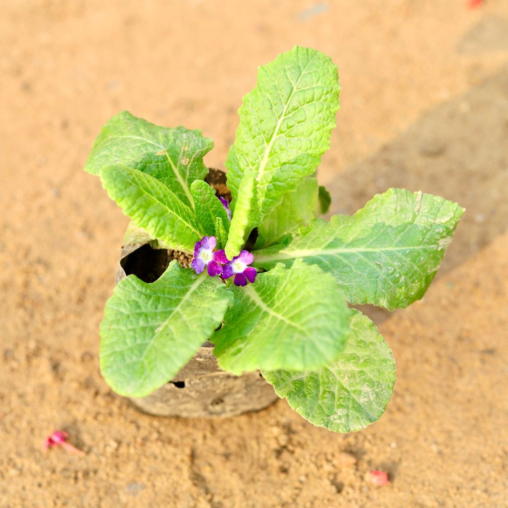 Prime Rosea / Primula (any colour) in 4 Inch Nursery Bag