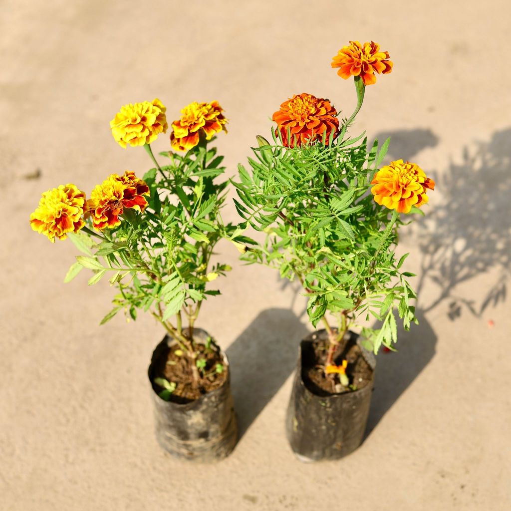 Set of 2 - French Marigold / Genda (any colour) in 4 Inch Nursery Bag