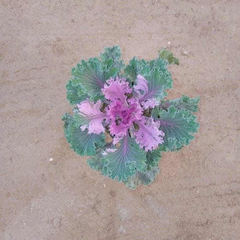 Kale purple in 4 Inch Nursery Bag