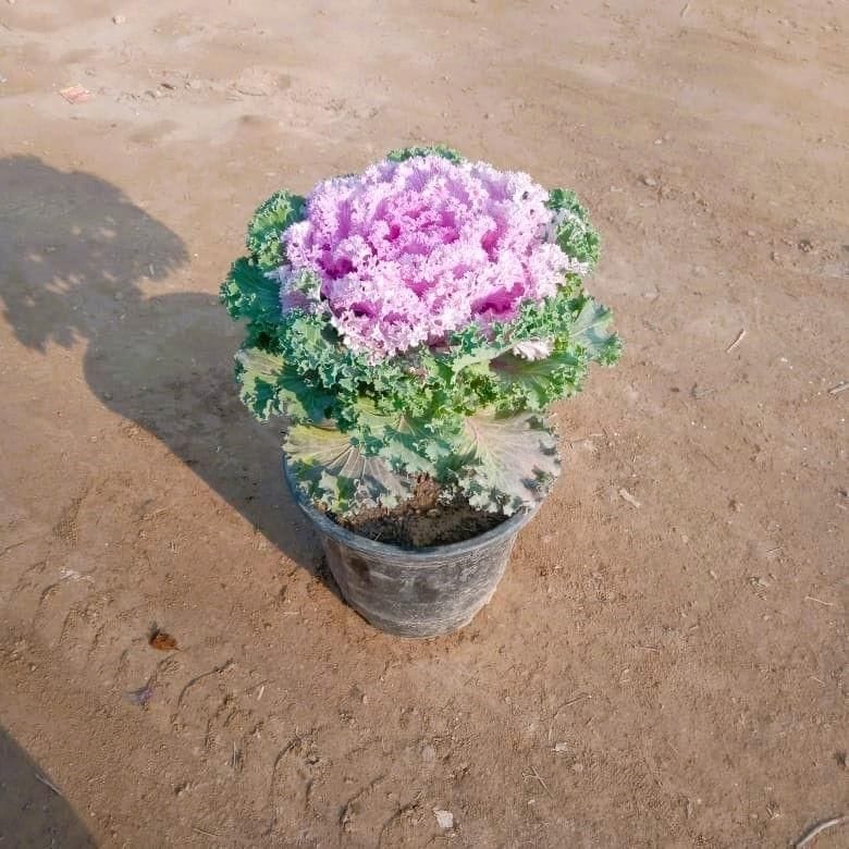 Kale purple in 6 Inch Nursery Pot