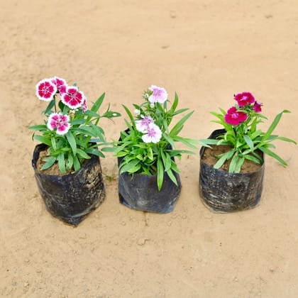 Buy Set of 3 - Dianthus (any colour) in 4 Inch Nursery Bag Online | Urvann.com