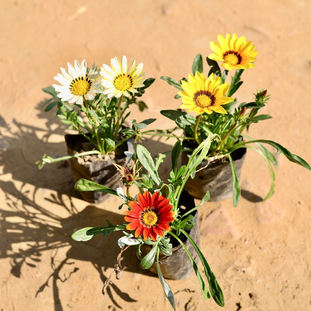 Set of 3 - Gazania (any colour) in 4 Inch Nursery Bag