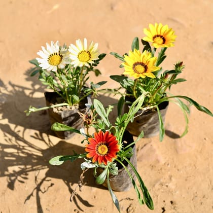 Buy Set of 3 - Gazania (any colour) in 4 Inch Nursery Bag Online | Urvann.com