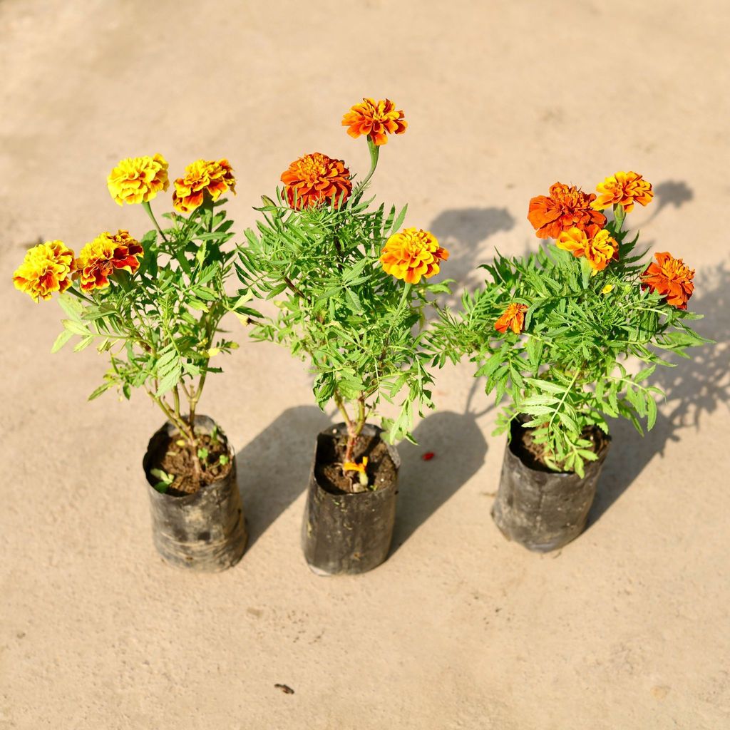 Set of 3 - French Marigold / Genda (any colour) in 4 Inch Nursery Bag