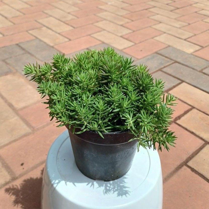 Sedum Green Succulent in 4 Inch Nursery Pot