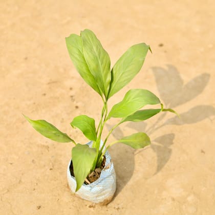 Peace Lily  in 5 Inch Nursery Bag