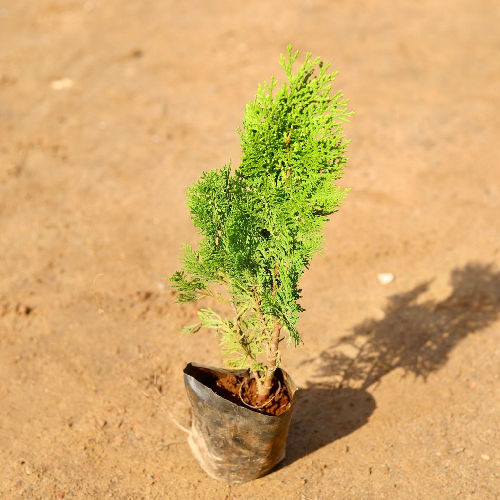 Morpankhi Golden/Thuja in 4 Inch Nursery Bag