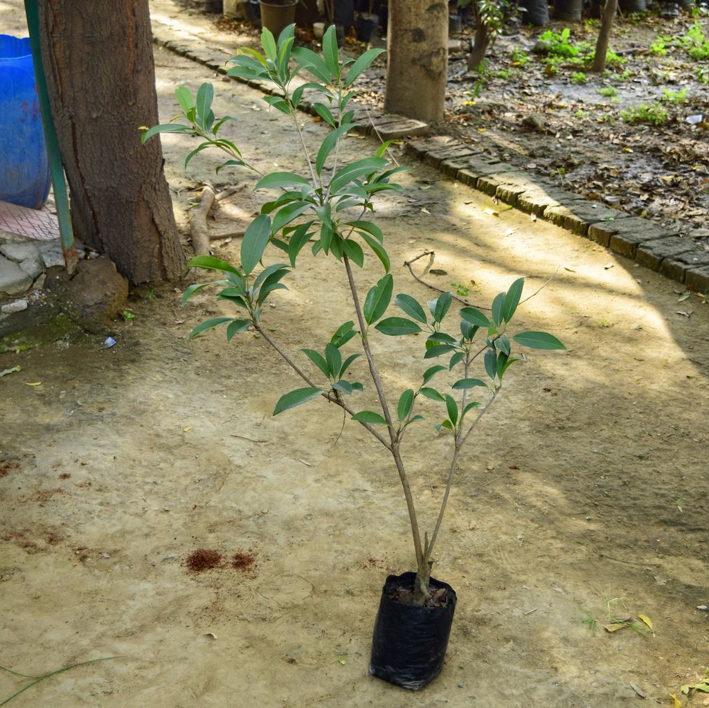 Chiku / Sapodilla in 5 Inch Nursery Bag