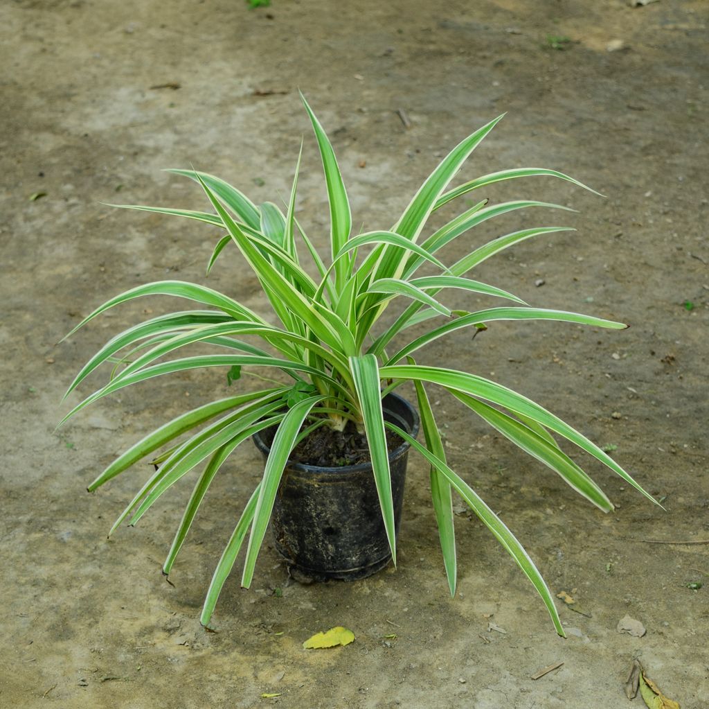 Spider in 6 Inch Nursery Pot