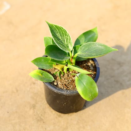 Buy Philodendron Birkin in 4 Inch Nursery pot Online | Urvann.com