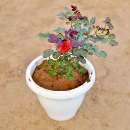 Buy English Rose Mini (any colour) in 10 Inch Classy White Plastic Pot Online | Urvann.com