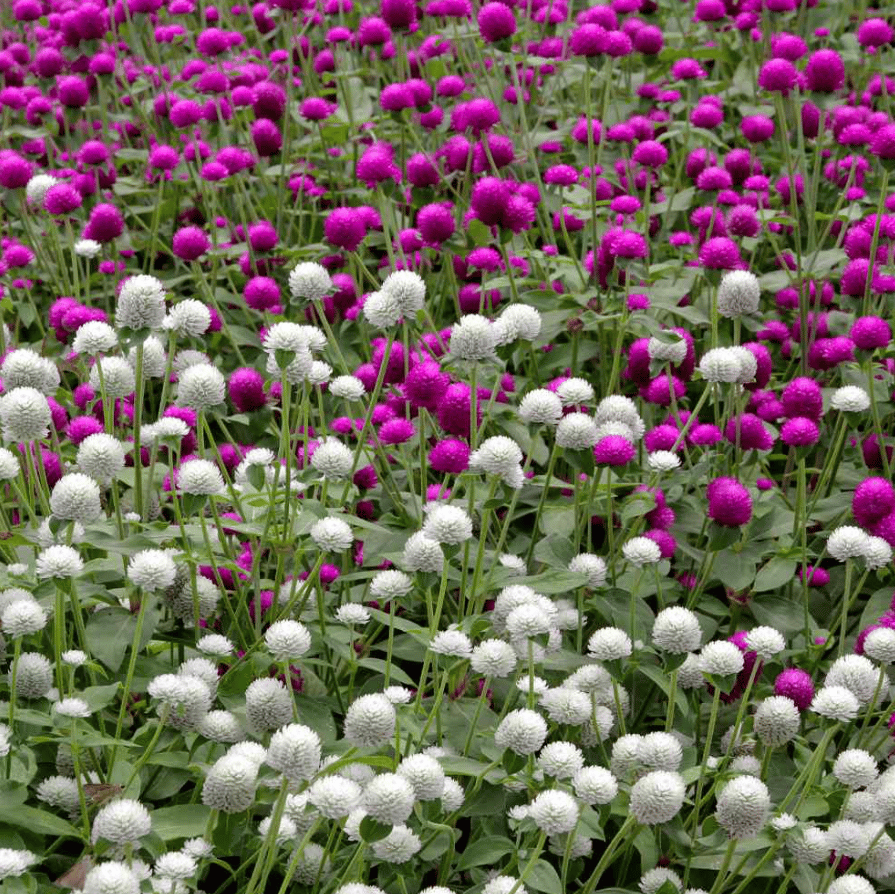 Gomphrena Mixed Seed - Excellent Germination Summer Seeds