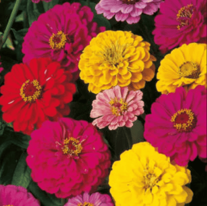 Buy Zinnia Double Mix Seeds - Excellent Germination Online | Urvann.com