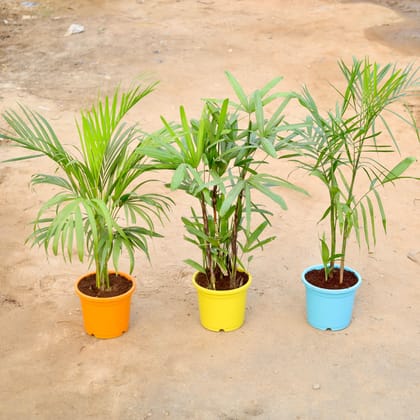 Buy Set of 3 - Areca Palm, Rhapis Palm & Bamboo / Cane Palm in 9 Inch Colorful Nursery Pot Online | Urvann.com