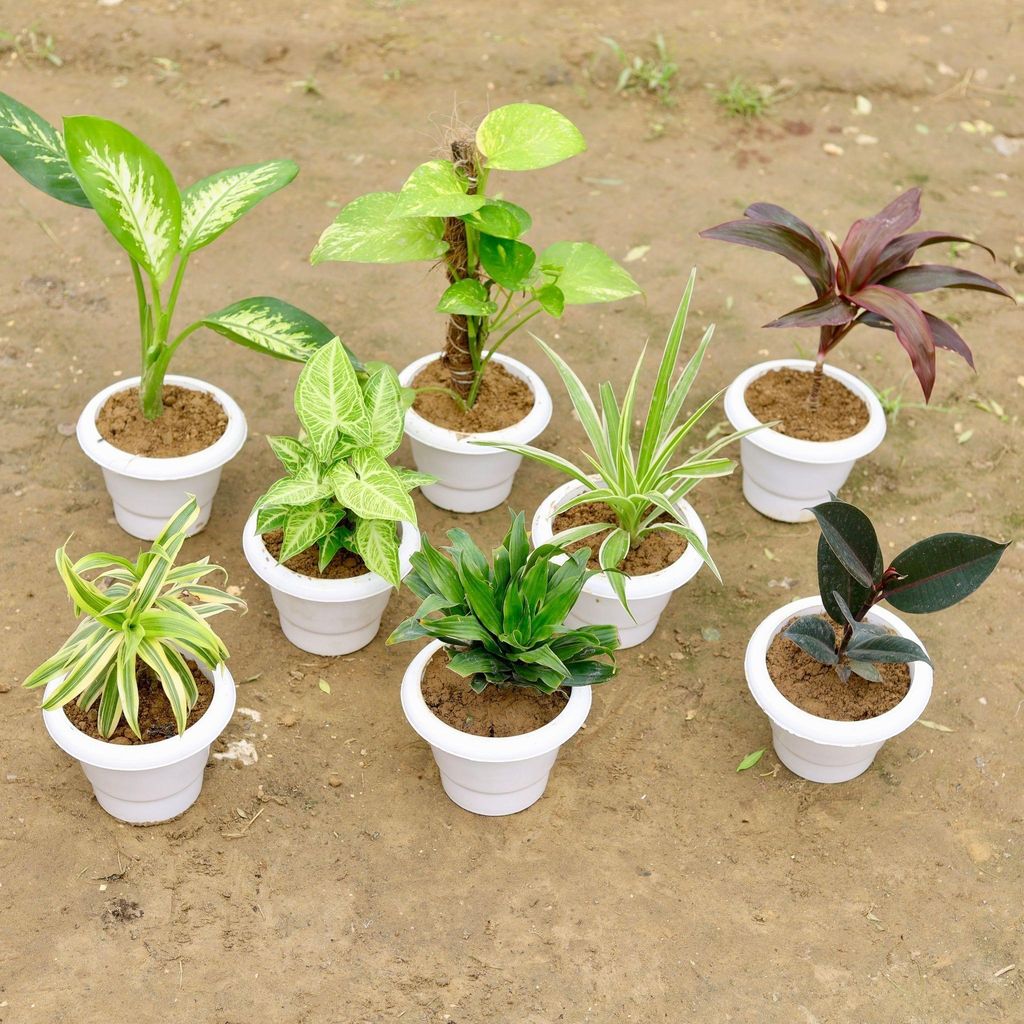 Indoor Garden Special - Set of 8 - Dieffenbachia, Money Plant with Moss Stick, Dracaena Red, Syngonium White Green, Spider, Song of India, Dracaena Compacta & Rubber Plant in 6 Inch White Classy Plastic Pot